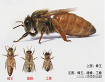 2025.5.3下午13:00-15:30蜜蜂王国——蜜蜂