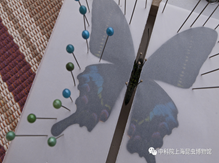 2025.5.4上午9:00-11:30标本制作——蝴蝶标本展翅制作